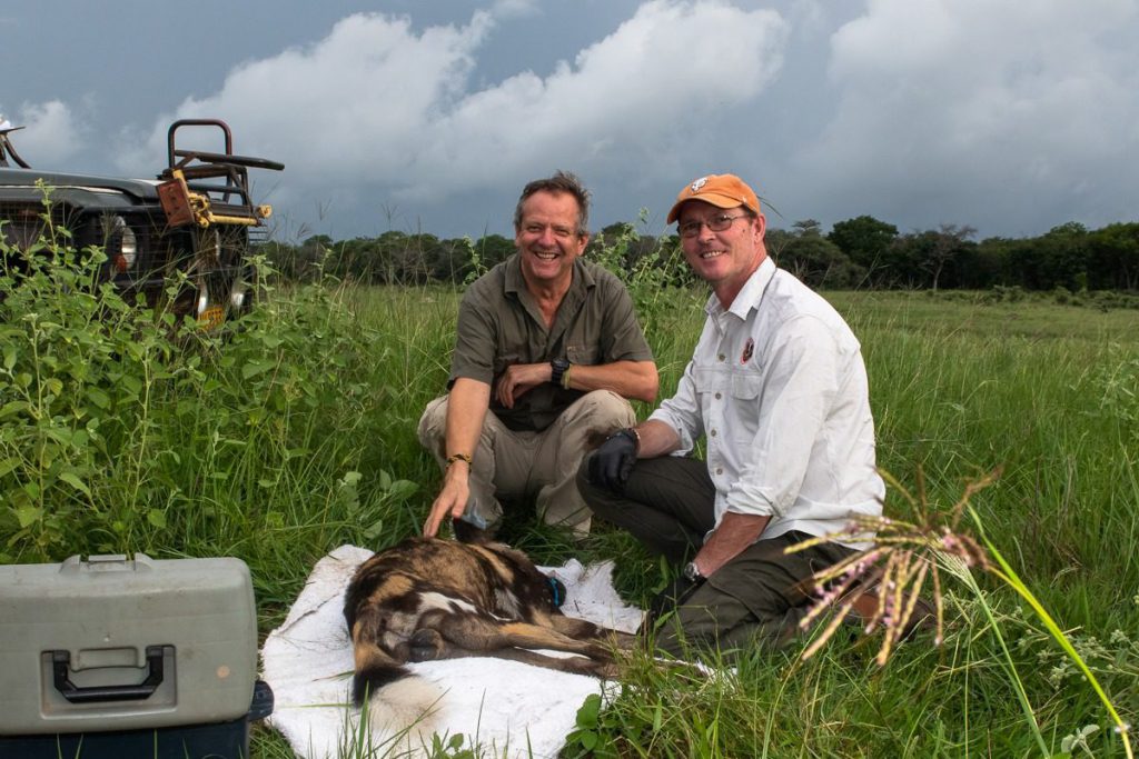 painted wolf, painted wolves, wild dog, painted dog, conservation