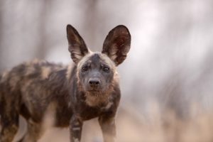 pup, painted wolf, painted wolves, wild dog, painted dog, conservation, zimbabwe