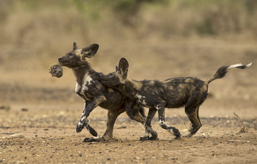 painted wolf, wild dog, painted dog, painted wolves, painted wolves: a wild dog's life, WPY54, natual history museum