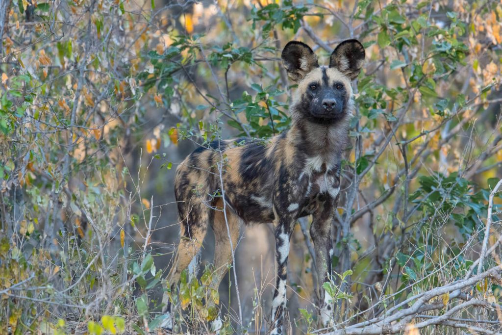 Characteristics The Painted Wolf Foundation