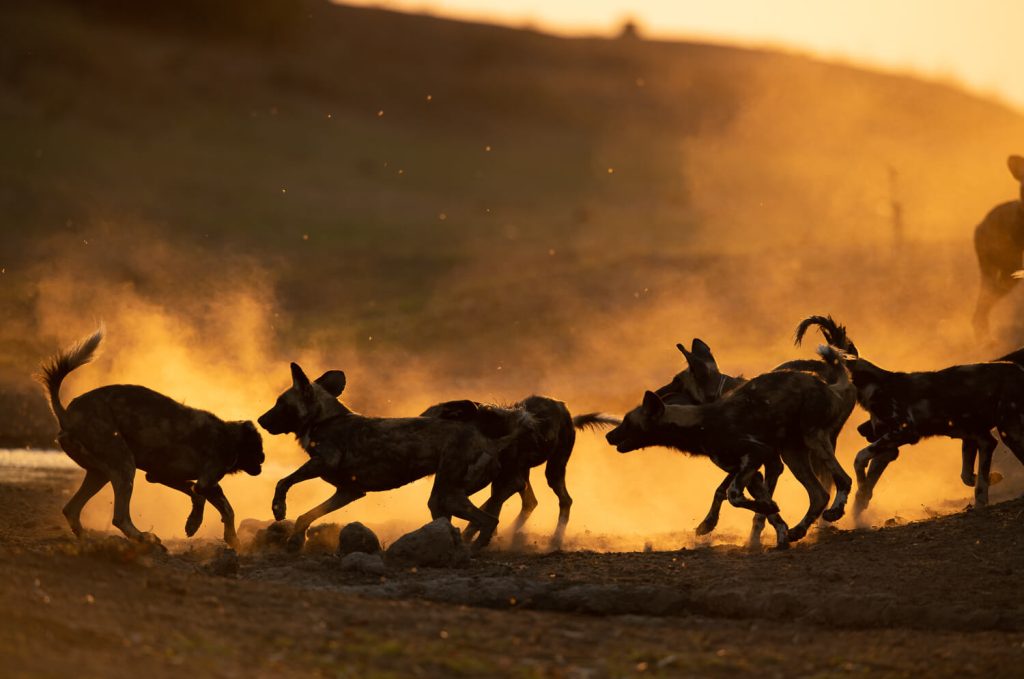 Hunting - The Painted Wolf Foundation